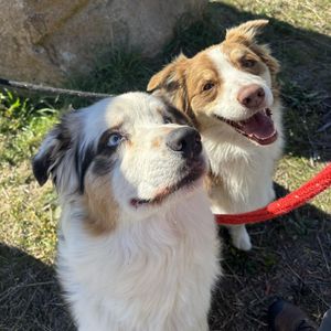 Image post by @spokhumanesoc on Instagram