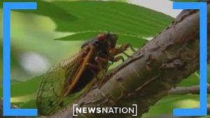 Video post by @newsnation on YouTube