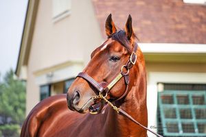 Image post by @thoroughbred_daily_news on Instagram