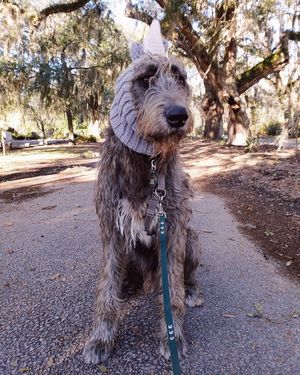 Image post by @thesavannahwolfhound on Instagram