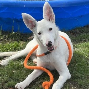 Image post by @spokhumanesoc on Instagram