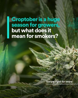 Image post by @weedmaps on Instagram
