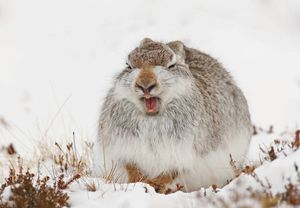 Image post by @AnimalPlanet on Twitter