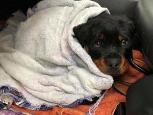 Image post by @bestforpetsmelb on Instagram