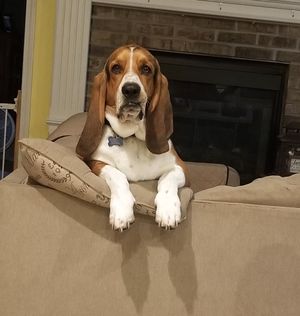 Image post by @DiamondPetFood on Twitter