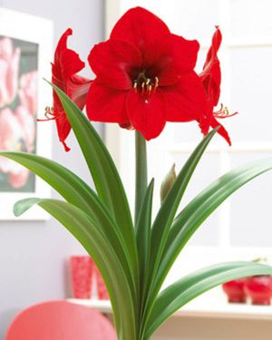 Image post by @rogersgardens on Instagram