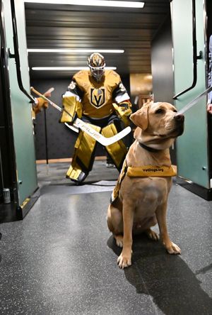 Image post by @GoldenKnights on Twitter