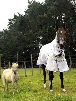 Image post by @NZHorseAmbulanceTrust on Facebook
