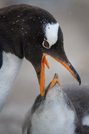 Image post by @AnimalPlanet on Twitter