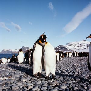 Image post by @discovery on Instagram