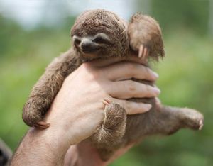 Image post by @animalplanet on Instagram