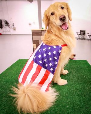 Image post by @golfdogs on Instagram