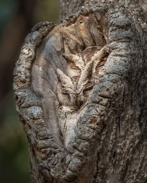 Image post by @discovery on Instagram