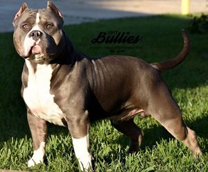 Image post by @1911bullies on Facebook