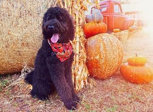 Image post by @evolvepetfood on Instagram