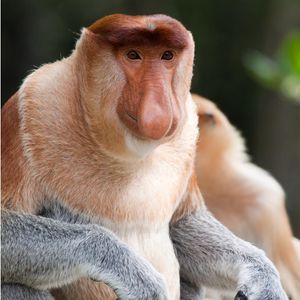 Image post by @animalplanet on Instagram