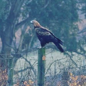 Image post by @snaffle_it on Instagram