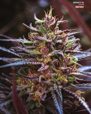 Image post by @hightimesmagazine on Instagram