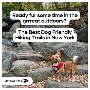 Image post by @jetsetpets on Instagram