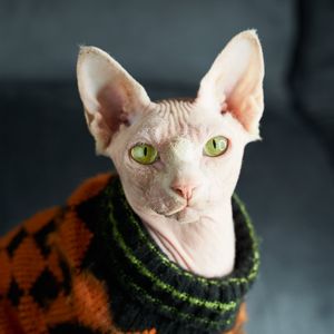 Image post by @AnimalPlanet on Twitter
