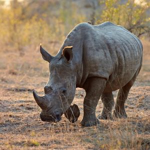 Image post by @animalplanet on Instagram