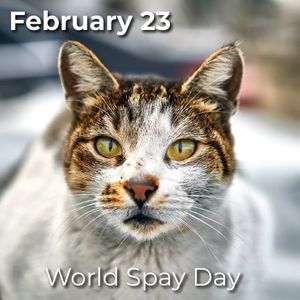 Image post by @spokhumanesoc on Instagram