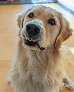 Image post by @DiamondPetFood on Twitter