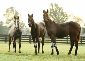 Image post by @spendthriftfarm on Instagram