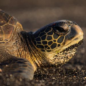 Image post by @animalplanet on Instagram