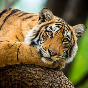 Image post by @animalplanet on Instagram