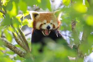 Image post by @animalplanet on Instagram