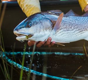 Image post by @toadfishoutfitters on Instagram