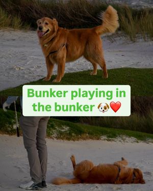 Image post by @golfdogs on Instagram