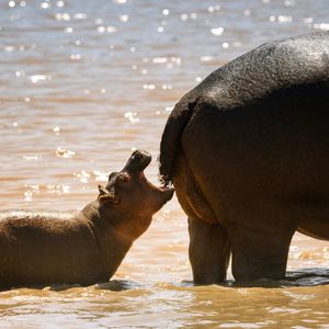 Image post by @animalplanet on Instagram