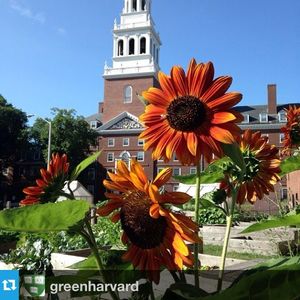 Image post by @harvard on Instagram