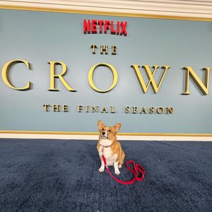 Image post by @ziggy_thecorg on Instagram