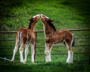 Image post by @WarmSpringRanch on Twitter