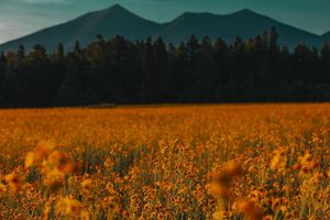 Image post by @nauflagstaff on Instagram