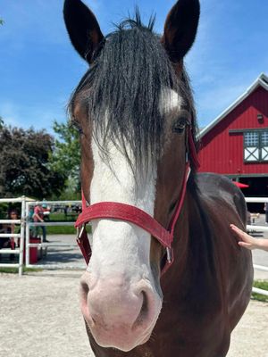 Image post by @WarmSpringRanch on Twitter