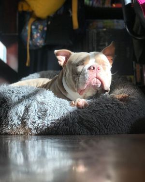 Image post by @pupcorntreats on Instagram