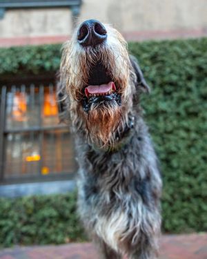 Image post by @thesavannahwolfhound on Instagram