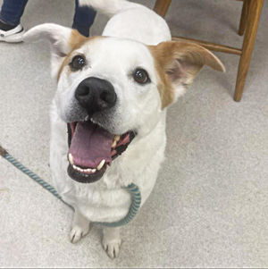 Image post by @spokhumanesoc on Instagram