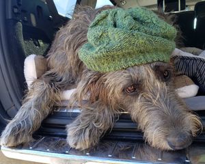 Image post by @thesavannahwolfhound on Instagram