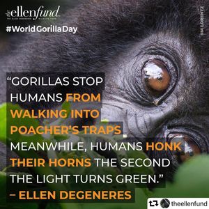 Image post by @ellendegeneres on Instagram