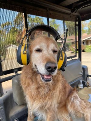 Image post by @totwpetfood on Twitter
