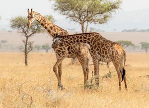 Image post by @natgeo on Instagram