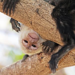 Image post by @animalplanet on Instagram