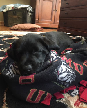 Image post by @umdwhockey on Instagram