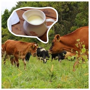 Image post by @lepainquotidienus on Instagram