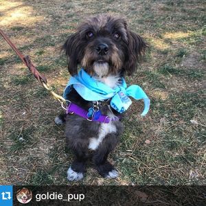 Image post by @goldenvoice on Instagram